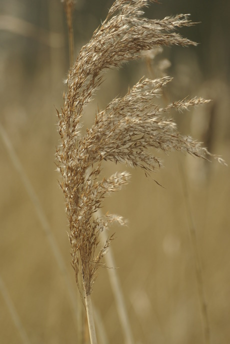 moeder natuur