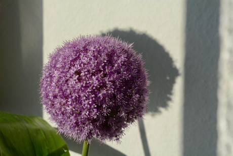 Allium