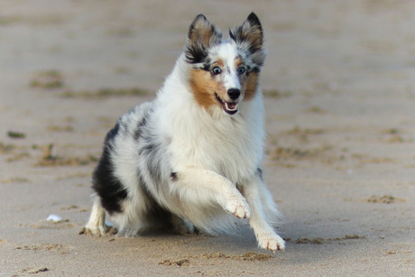 Sheltie running