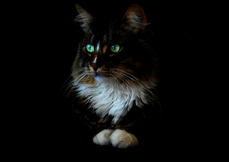 the maine coon black