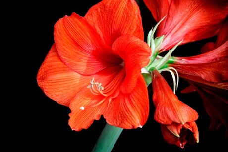 Amaryllis