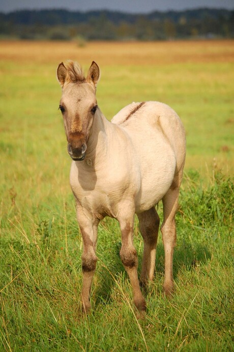 Konik veulen