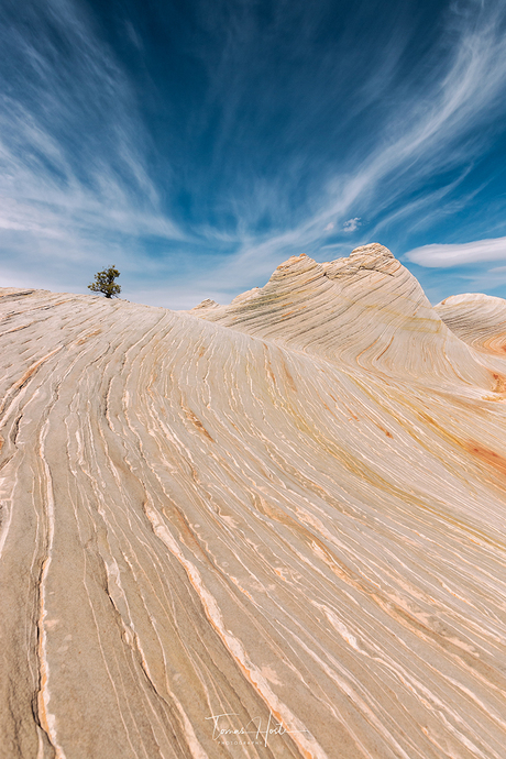 Lonely Tree at White Domes