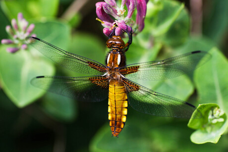 Een platbuik libelle