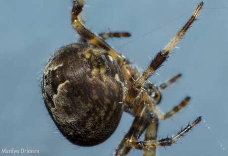 How a spider makes her web