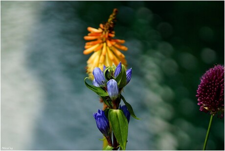 mooi plaatje met bloemen.jpg