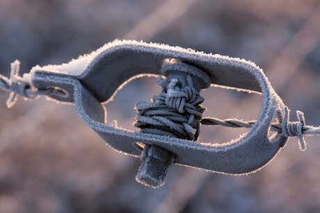 vrieskou in zacht licht