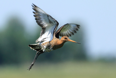 Grutto in de vlucht