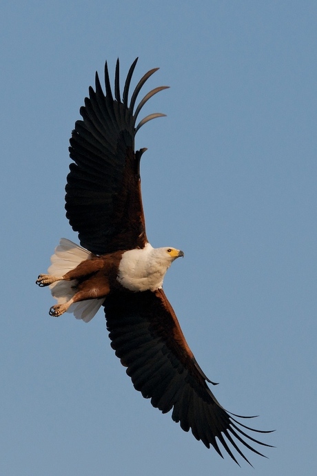 In flight