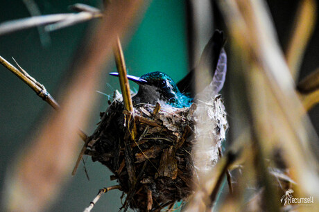 Hummingbird Nursery