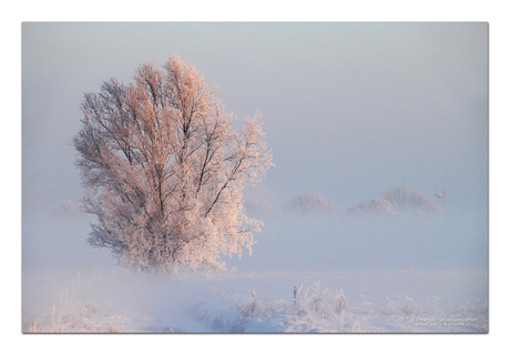 Mist en opkomende zon