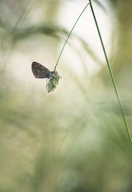 Hanging in the greens