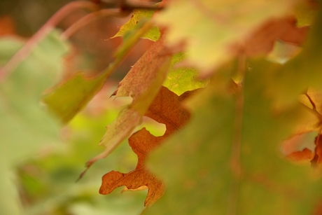 herfstbladeren