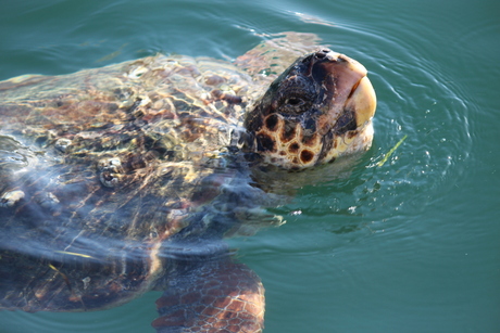 Kefalonische schildpad