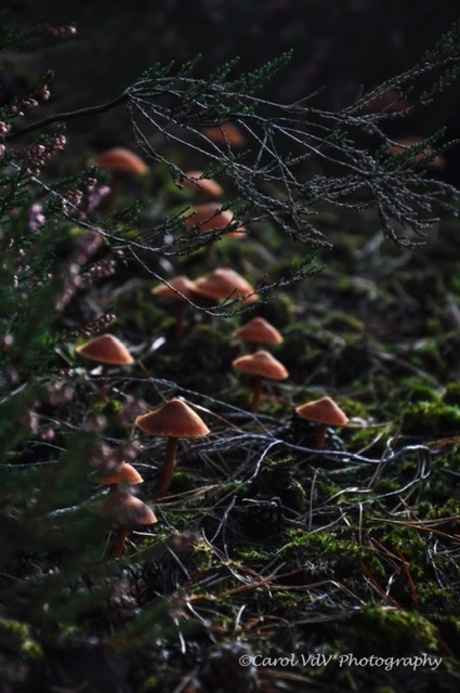Mushroom in the dark