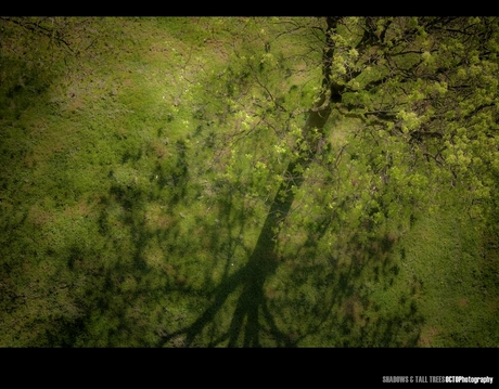 Shadows and tall trees