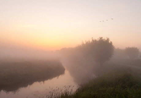 Biesbosch in de ochtend