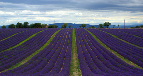 Clouded Lavenderfield.