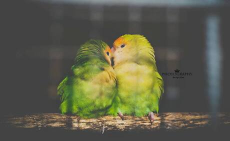 Loving Birds