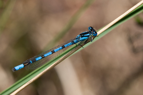 Blauw