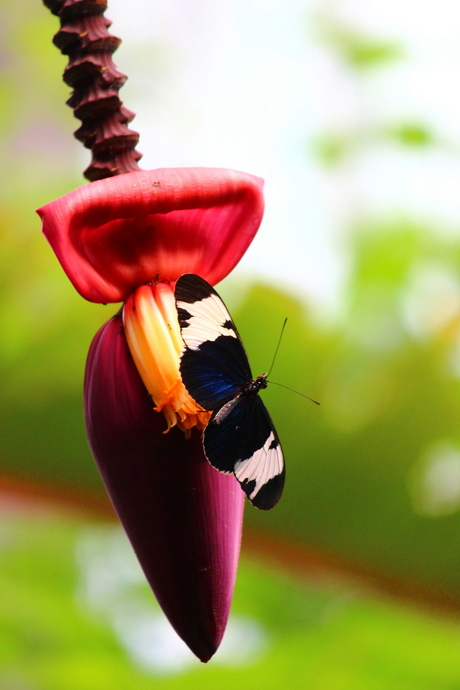 butterfly on palmfruit.JPG