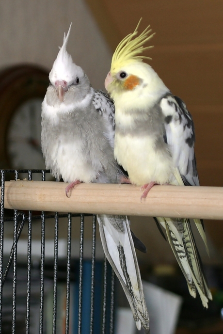 Whoopie Goldie (uitsnede vorige foto)