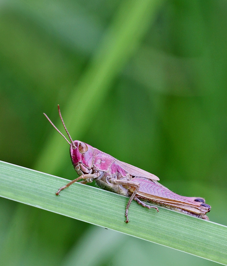 Dressed in pink....