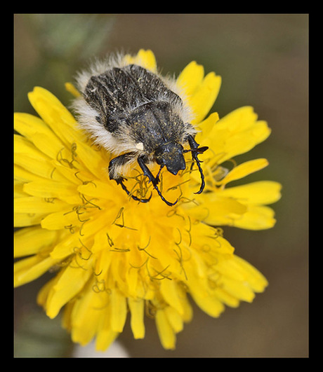 Behaarde gouden tor(Tropinota hirta)