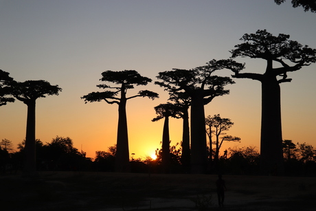 avenue des baobabs bij zonsondergang