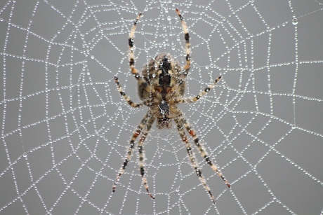 wet web