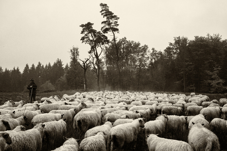 de schaapskudde compleet