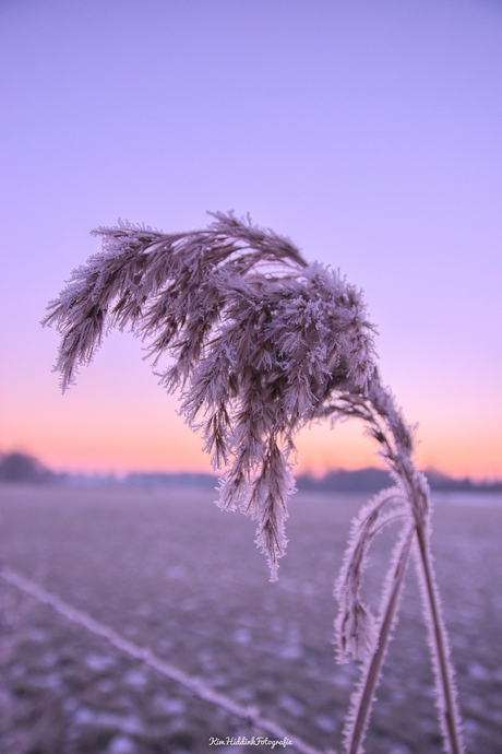 Winter van dichtbij