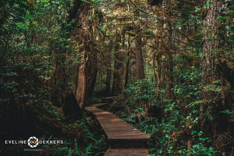 Wildernis op Vancouver Island, Canada