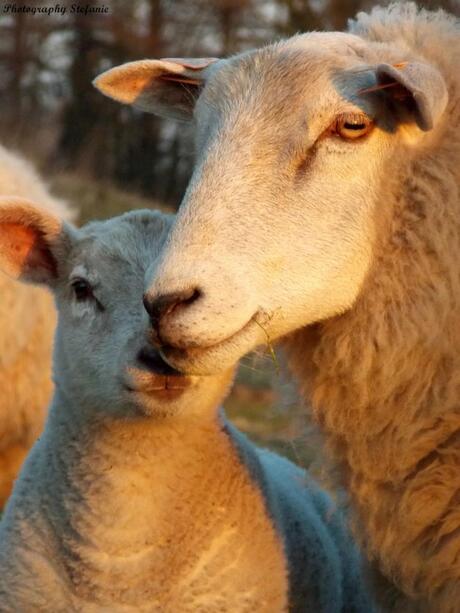 Schaap & lammetje