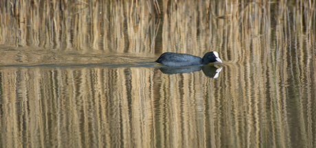 Meerkoetje