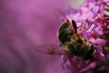 Bij op bloem