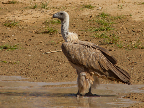 Cape Vulture