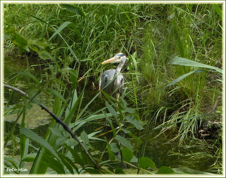 reiger betrapt.............