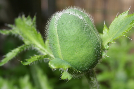 Papaver....