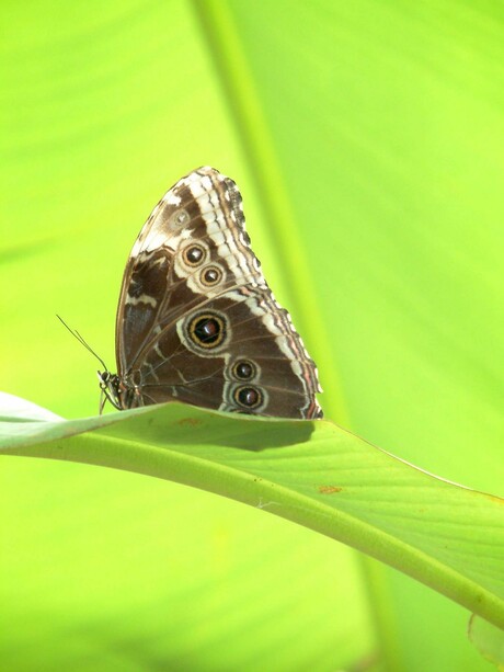 Vlinder op bananenboomblad