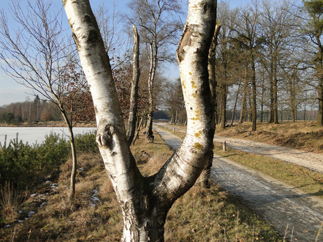 doorkijk berkenboom