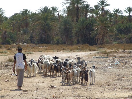 Jonge geitenhoeder in Zuid-Tunesië