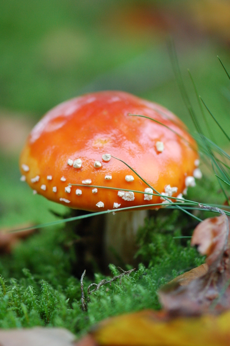 Rood met witte stippen