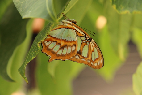 mooie vlinder in amazonica was moeilijk om de juiste belichting te krijgen hing onder de bladeren in een plant en je moet vlug zijn want ze zijn zo weer weg.