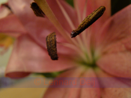 Bij de buren op de keukentafel