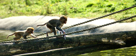 Beekse Bergen, safaripark