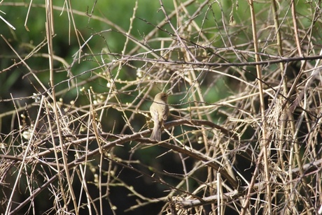 vogel zingt het voorjaar tegemoet