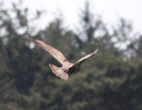 Buizerd (2)