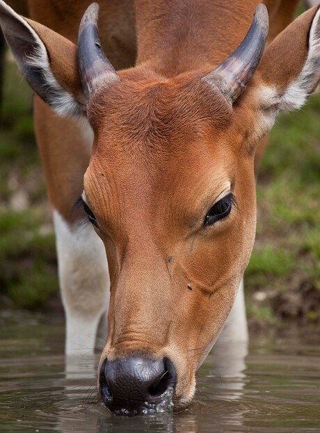 Dorst