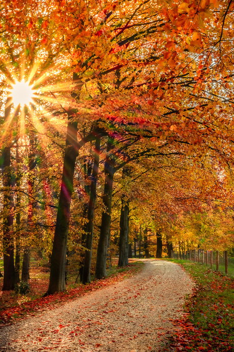 zonnestralen door herfstbladeren